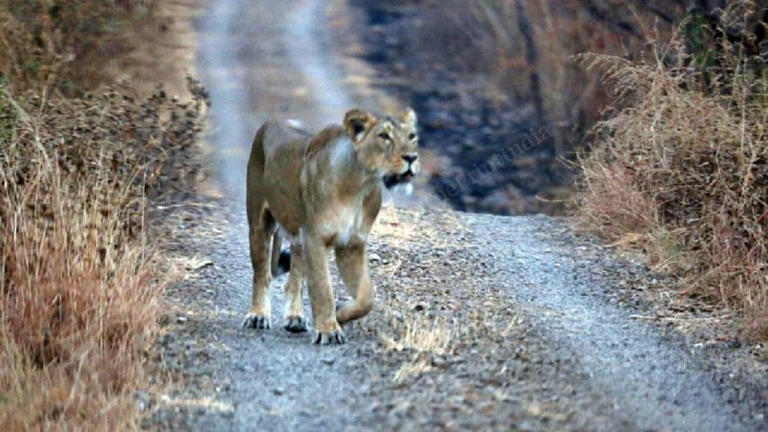 A lioness attacked 5 people before dying in Gujarat. What rabies can do ...