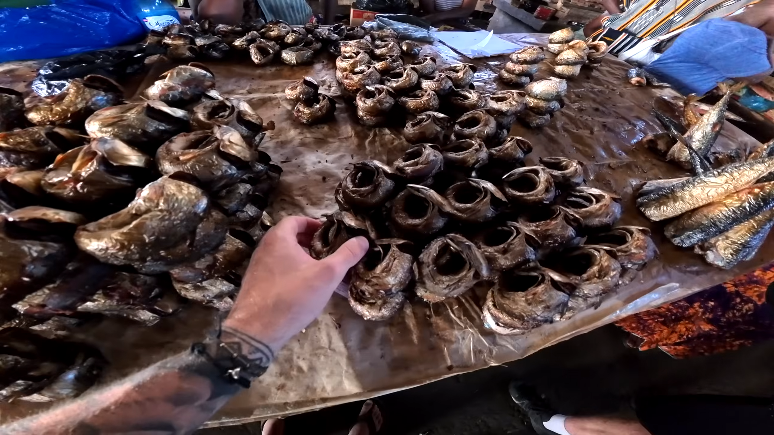 He went hunting giant snails in Africa - then a dangerous snake ...