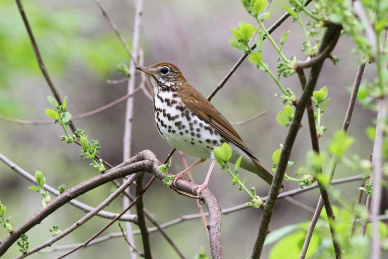 New bird-friendly label drives sustainable maple farming