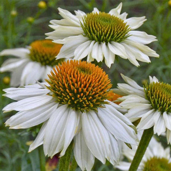 The Flower Gardeners Never Deadhead In October – Leave it for Wildlife ...