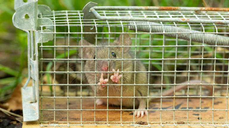 How do I get rid of rodents without harmful poisons?