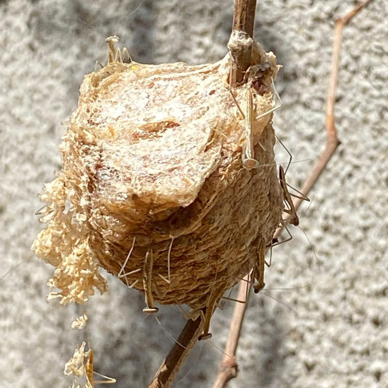 This is what a praying mantis egg case looks like