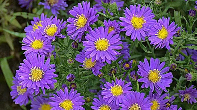 This stunning purple perennial will light up your fall garden — and ...