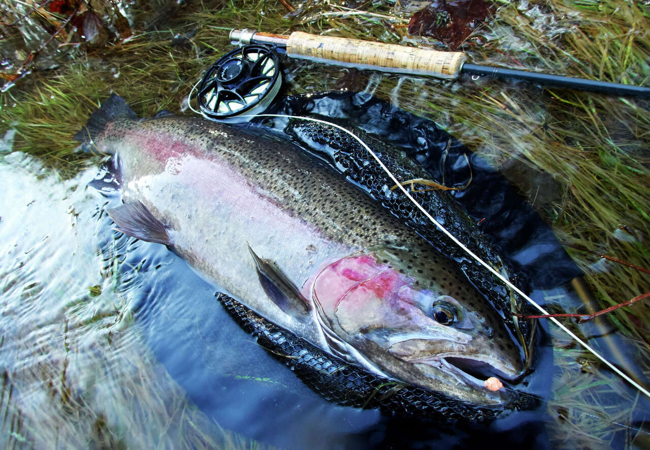 Illinois fall trout season opens Oct. 17 at 5 Metro East sites and 60 ...