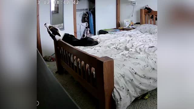 Emotional support dog provides comfort to anxious canine after hearing ...