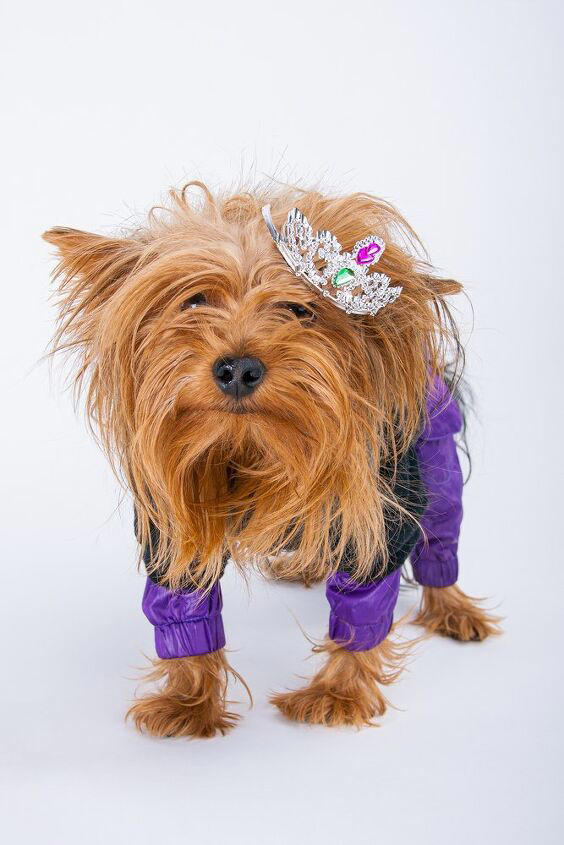 Cutest of the cute: People Magazine's World's Cutest Rescue Contest