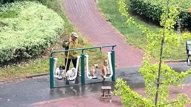 Elderly man pushes dogs on swing