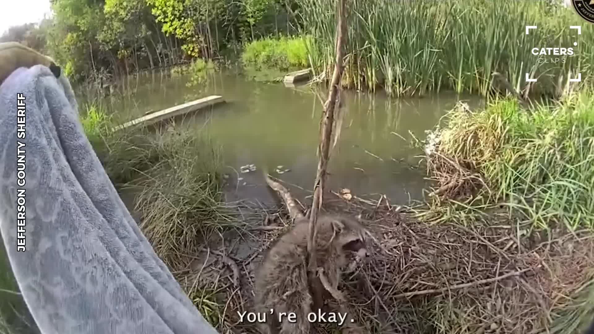 Frightened raccoon turns feisty during dramatic Colorado encounter