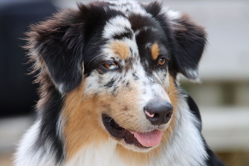12 dog breeds that seem manageable from the outside – until you're ...