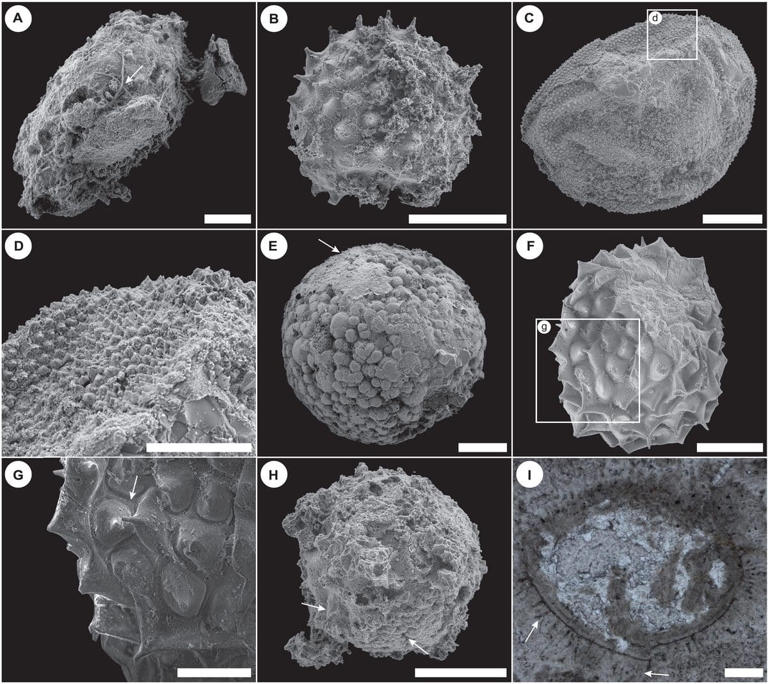 Paleontologists found perfectly preserved microfossils in Mongolia, but ...