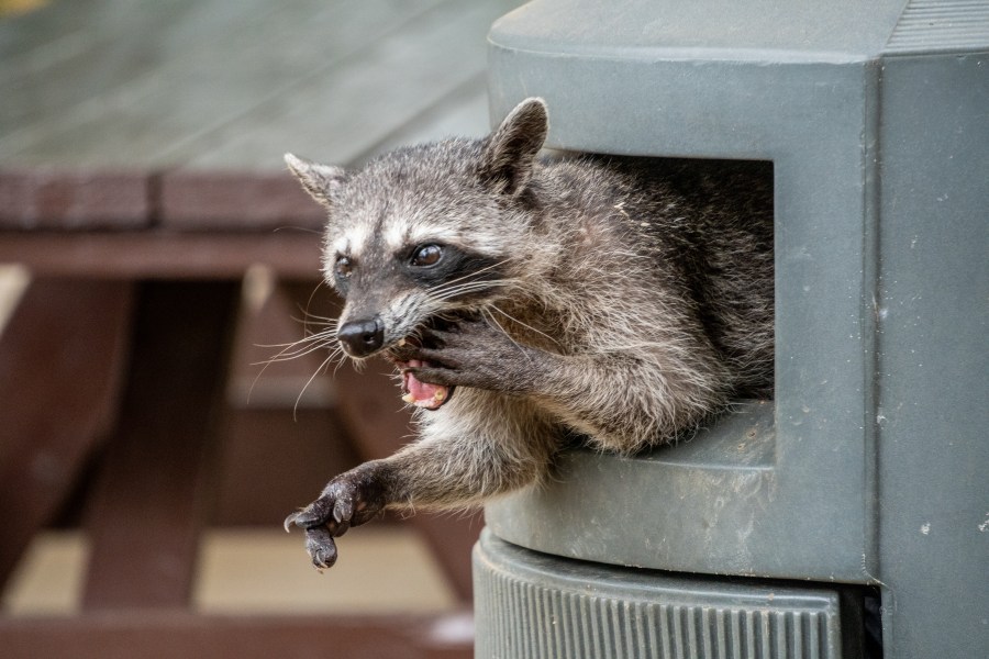 Los Angeles County reports first suspected rabid raccoon case since 1973