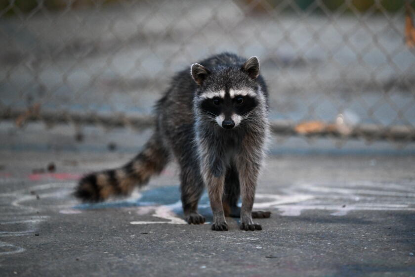First rabid raccoon case in LA County in more than 50 years sparks warning