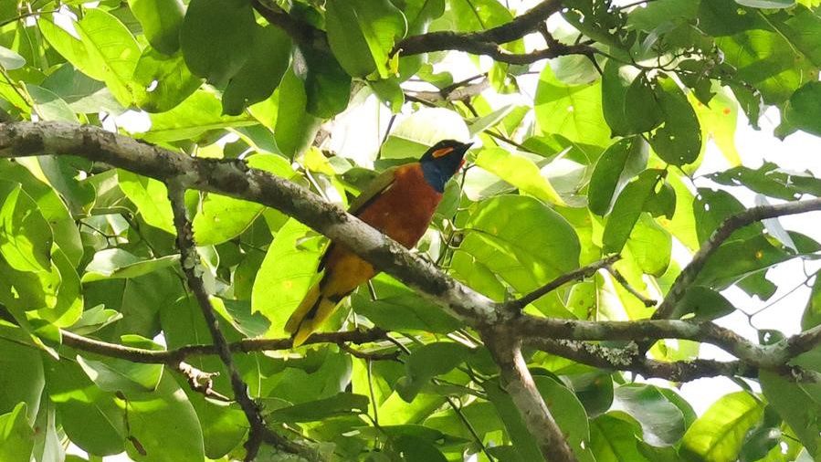 This lost bird hasn’t been seen in 13 years. Researchers just captured ...