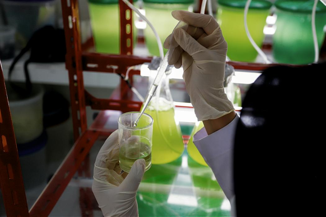 From food to fuel, AI helps pinpoint how to grow microalgae at scale