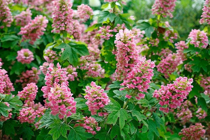 Oakleaf hydrangea care and growing tips