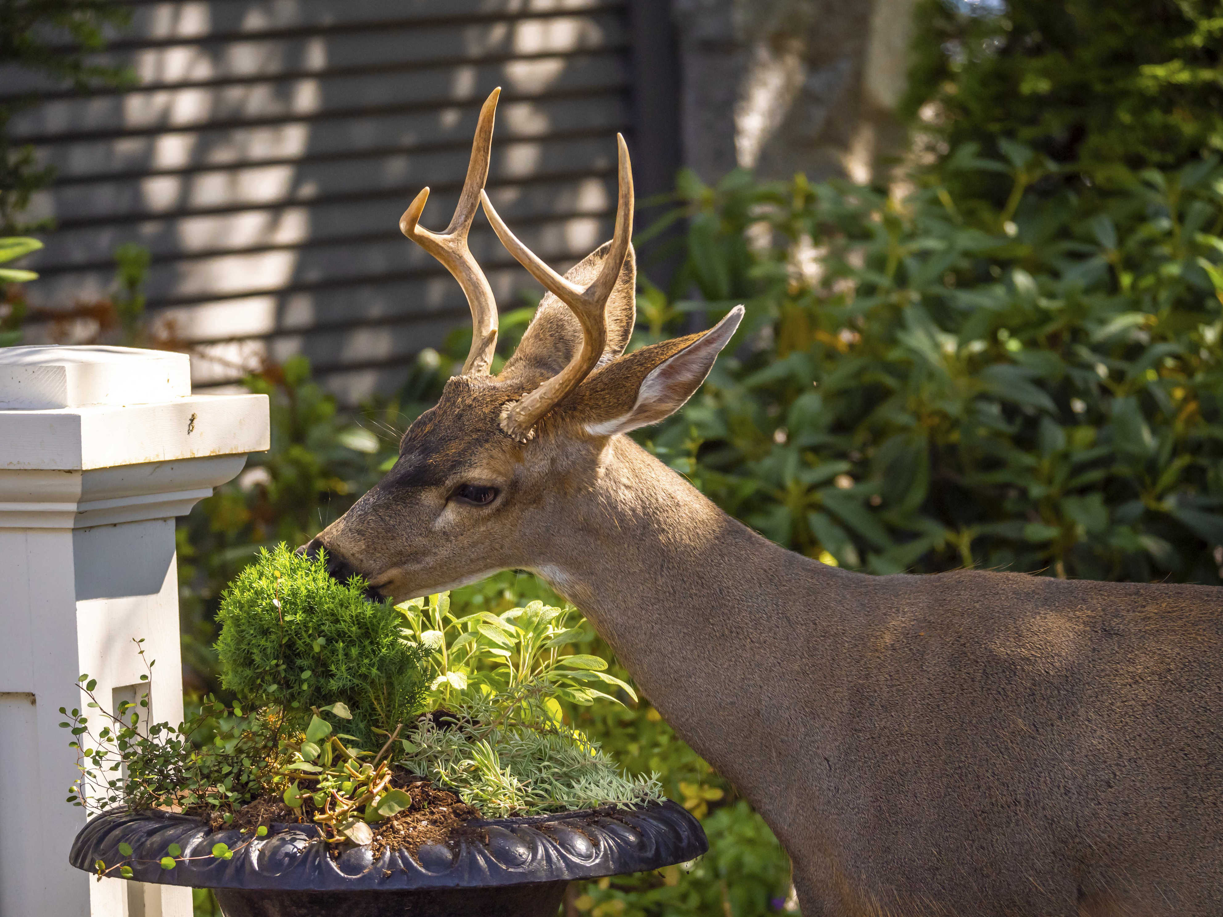 Why deer eat mums — and how to protect your fall flowers
