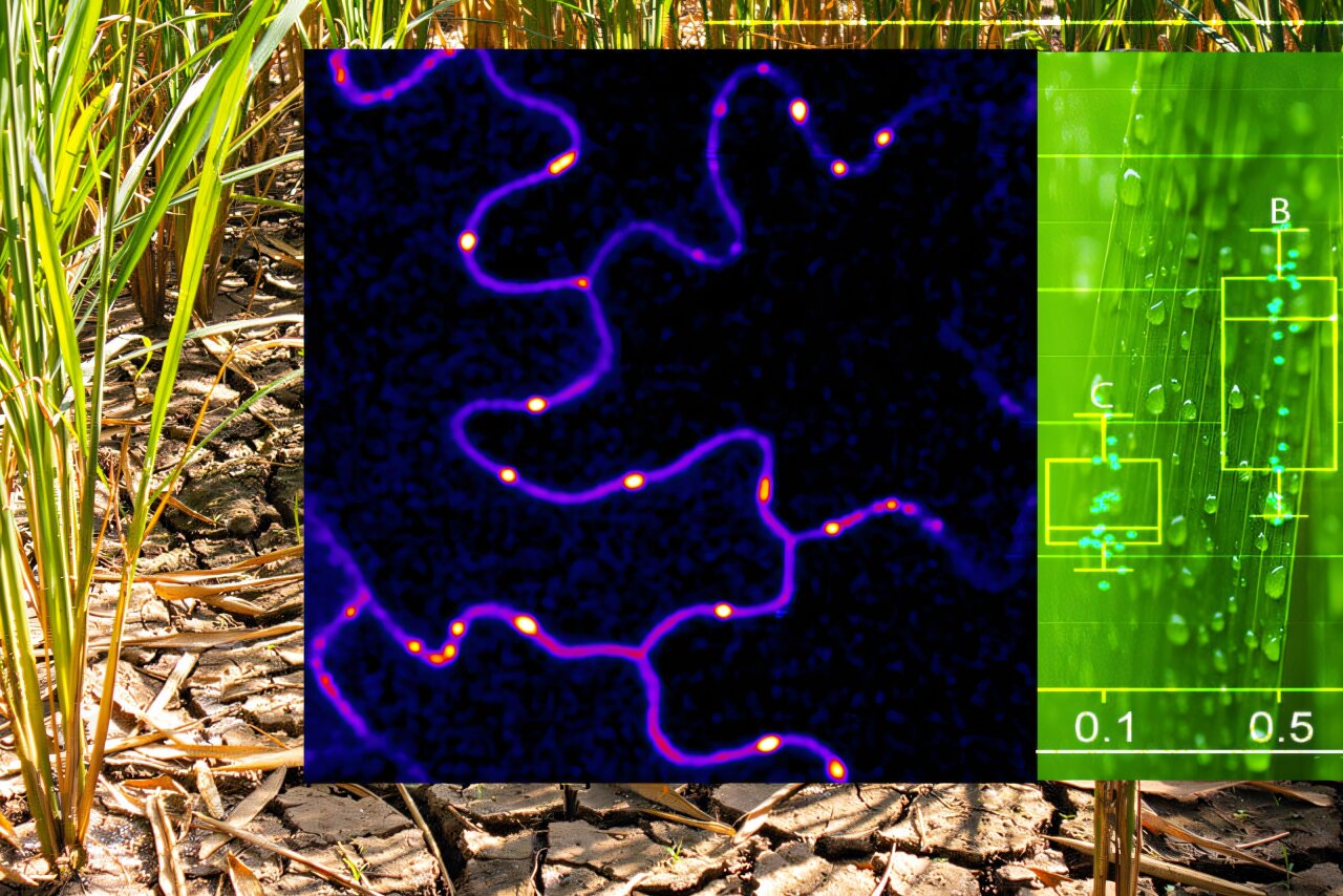Tiny channels between plant cells respond to wound alerts through ...