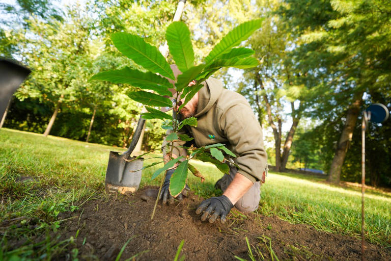 Bronx Zoo plants mini-forest of ‘functionally extinct’ trees after ...