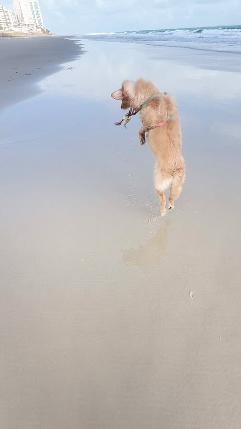 Curious dog gets too close to crab