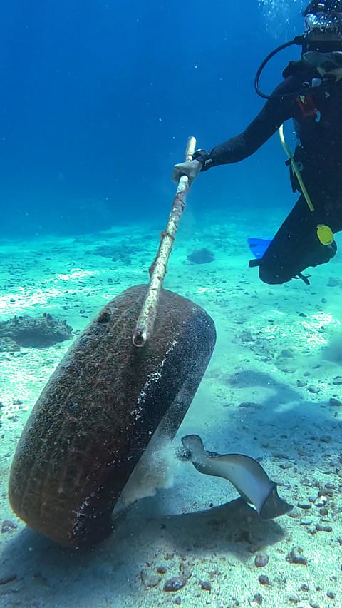 Diver frees stingray trapped inside discarded tire