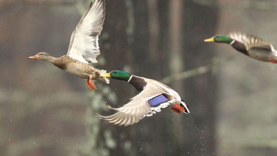 Arkansas Game & Fish officials call duck numbers ‘similar to 2025’ due ...