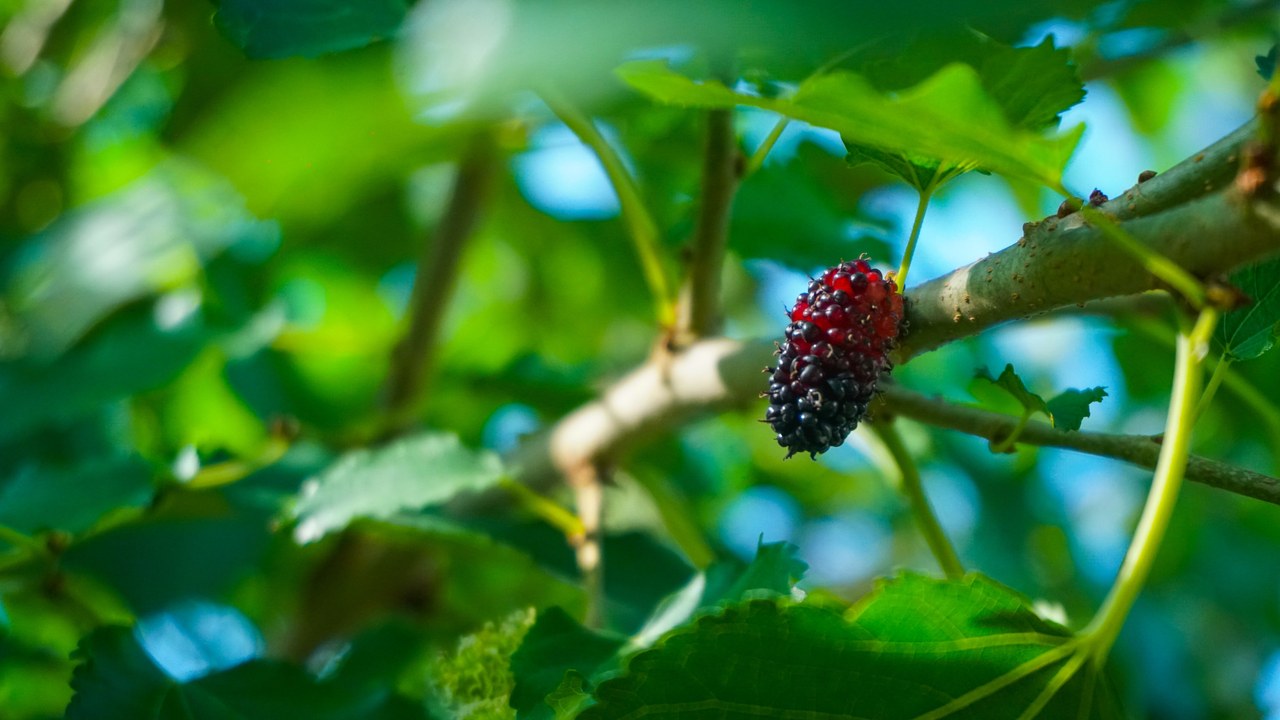 Mulberry compounds reshaped gut bacteria in animal studies, but it ...