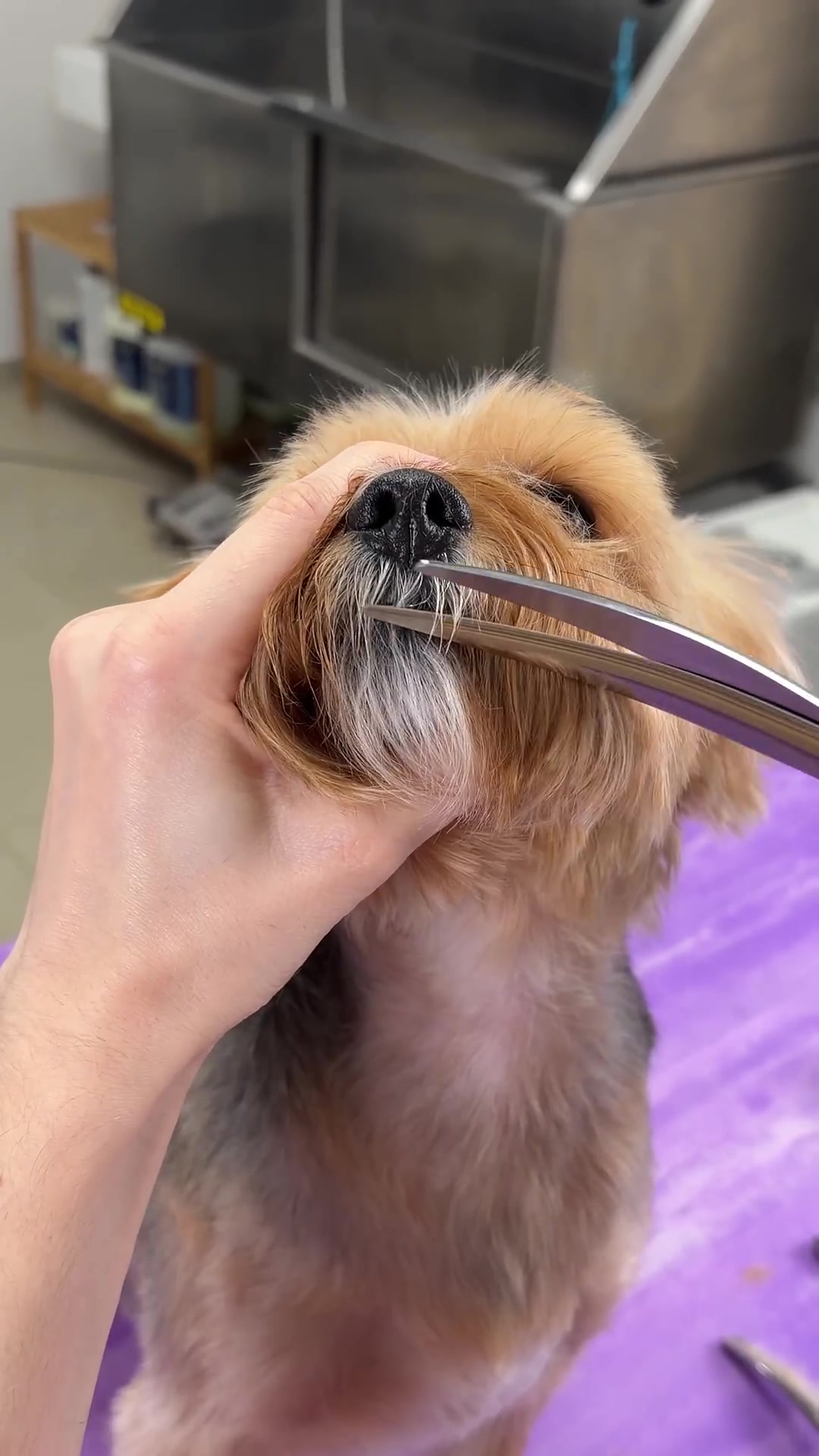 Yorkshire terrier grooming transformation: Step-by-step Yorkie haircut ...
