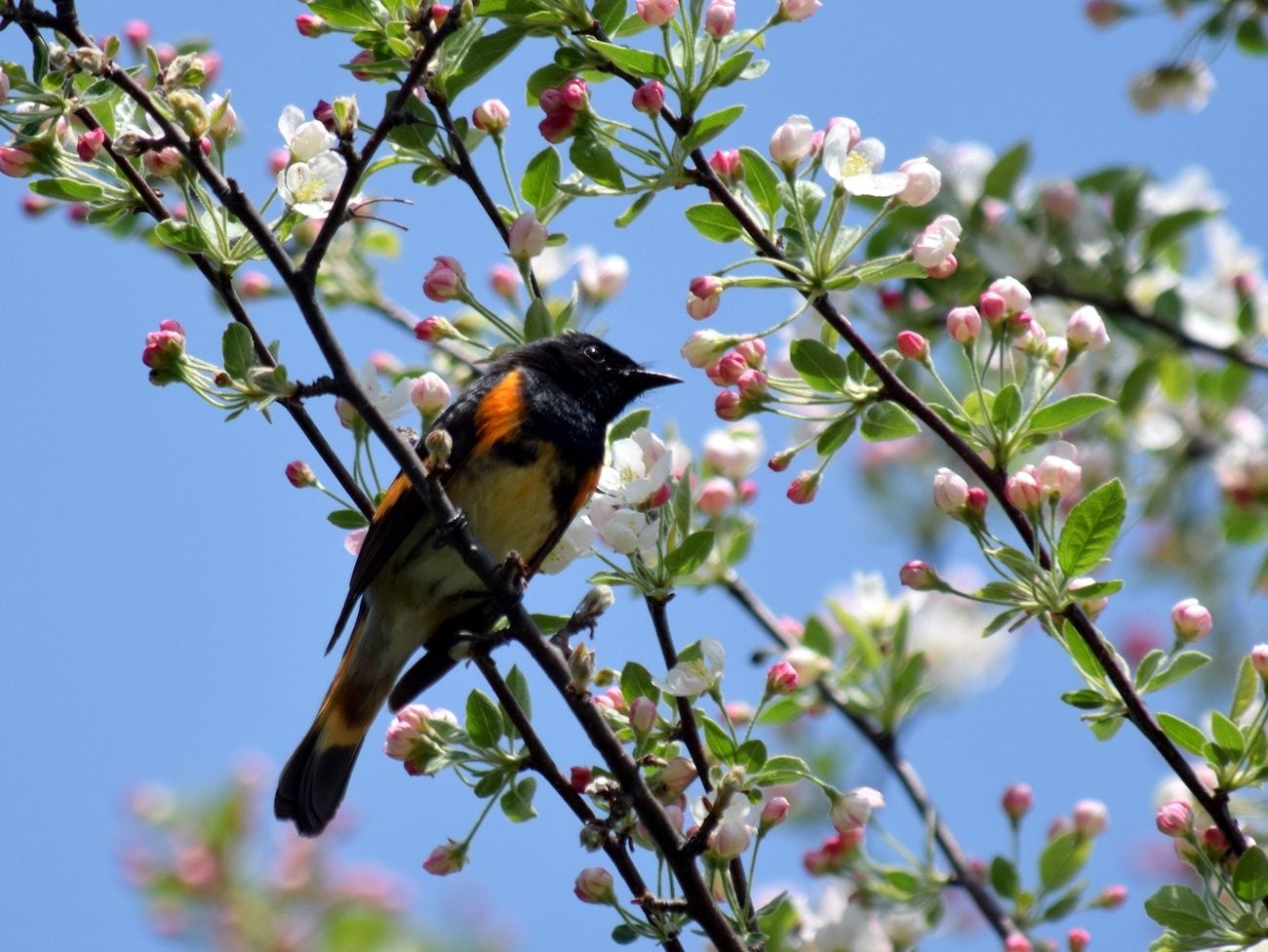 How to identify an American redstart
