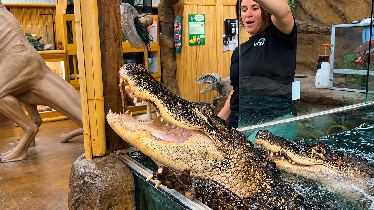 A busy feeding day with gators, monitors and turtles