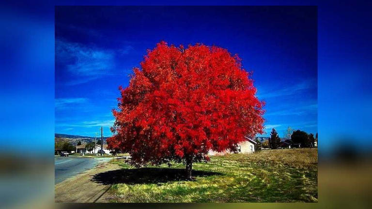 West Carrollton offers Autumn Blaze maple trees to residents for $150