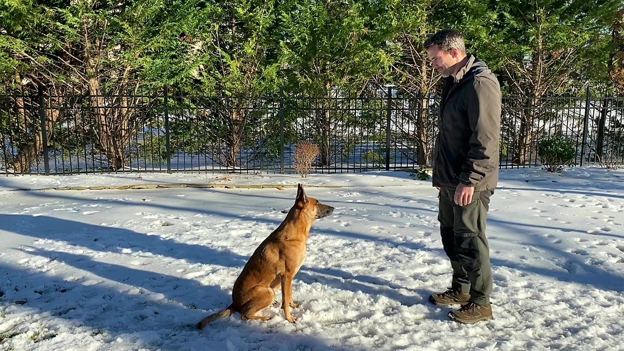 How to teach your dog the AKC novice recall routine the right way