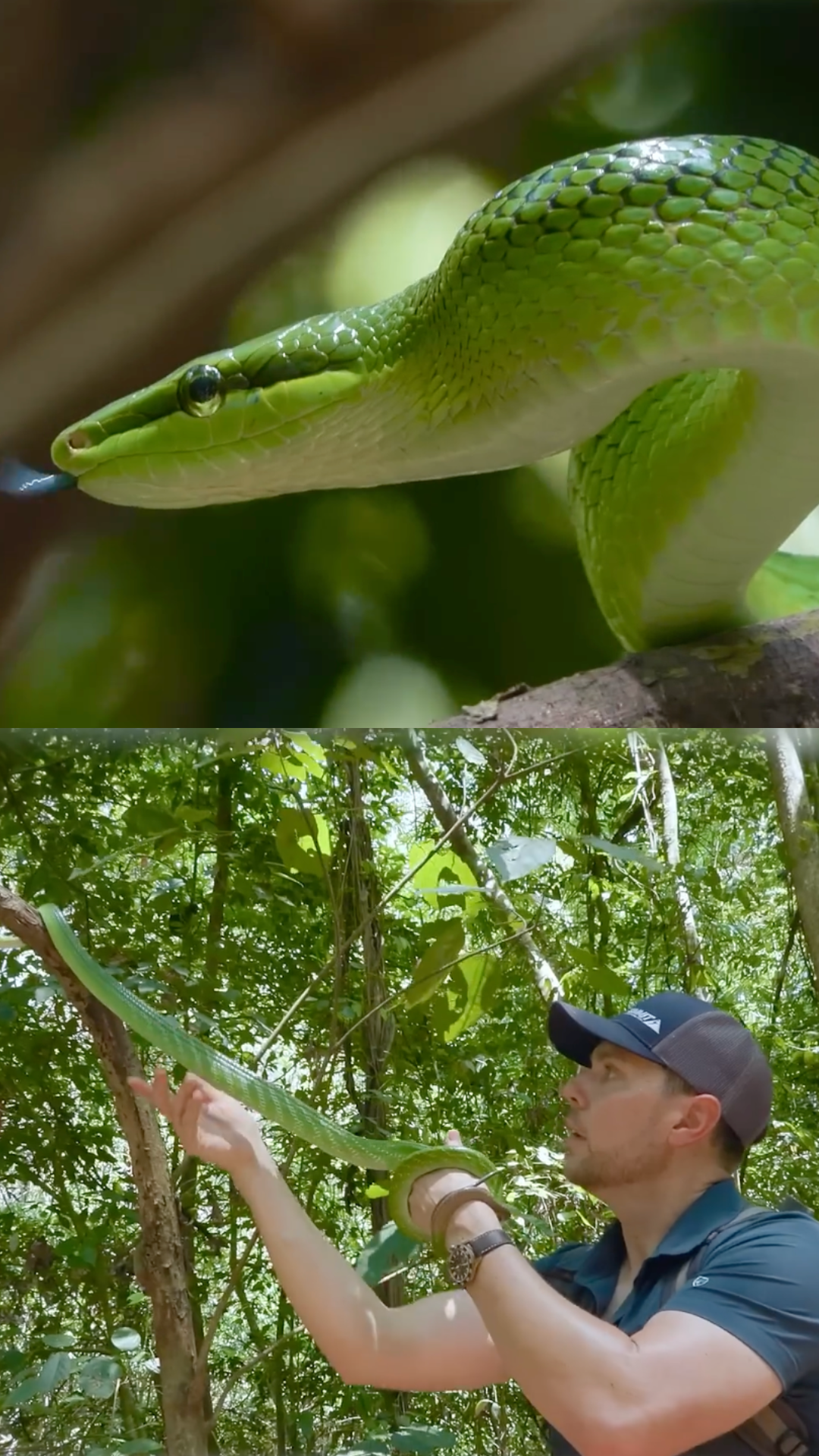A rare snake catch in the wild