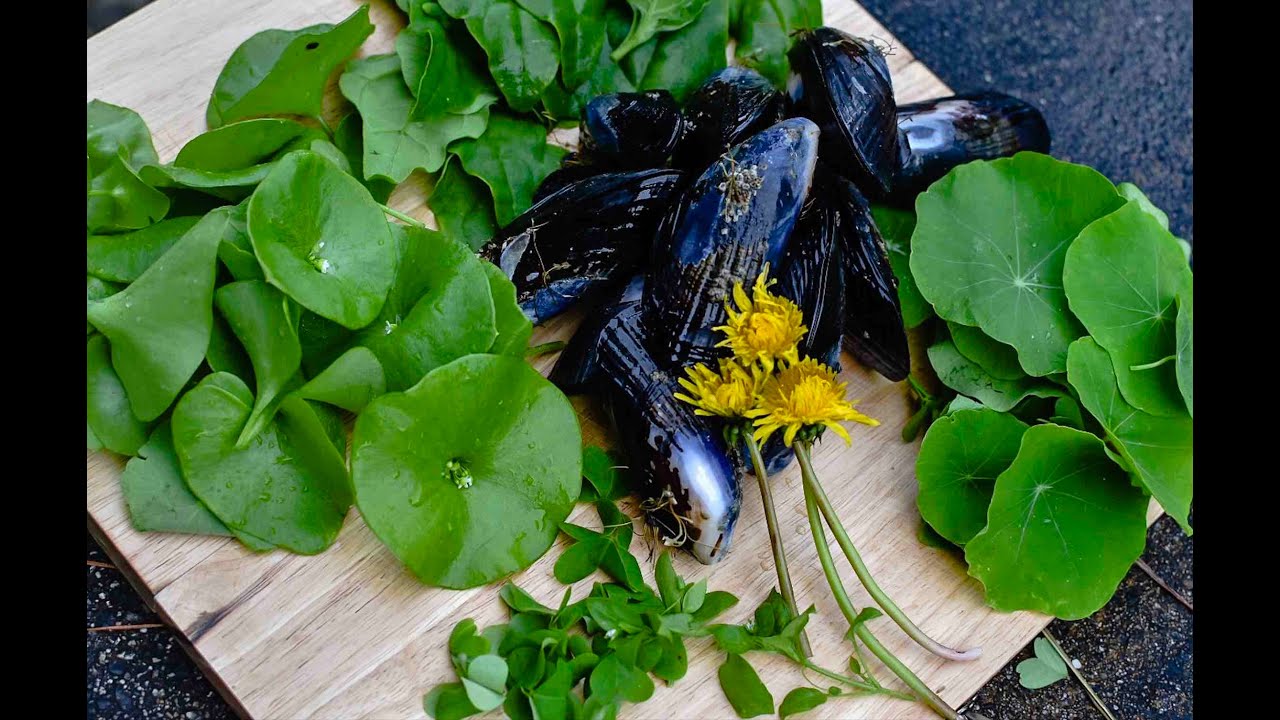 I foraged wild greens and mussels 🌿🦪