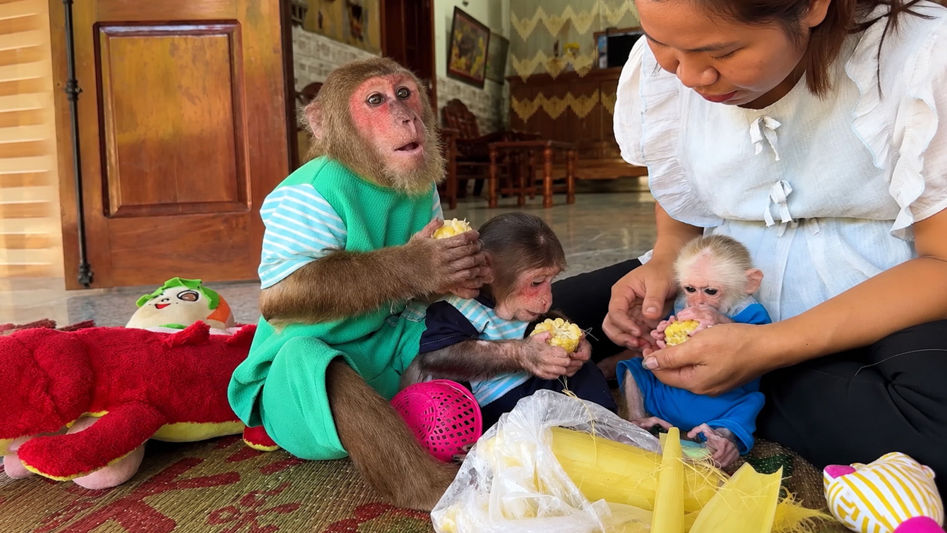 Little Cubis Joins Cutis’s Family And Receives An Adorable Welcome