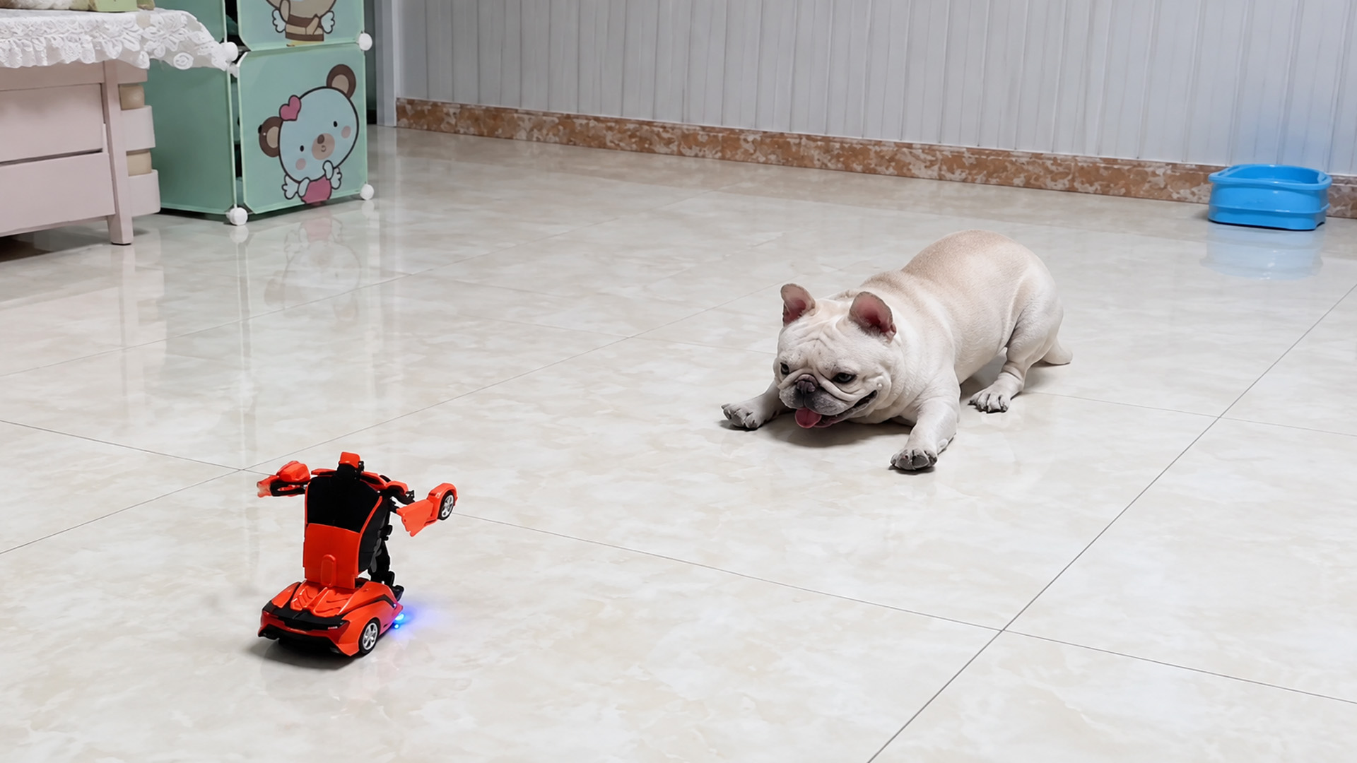 Bulldog is not sure about this moving toy
