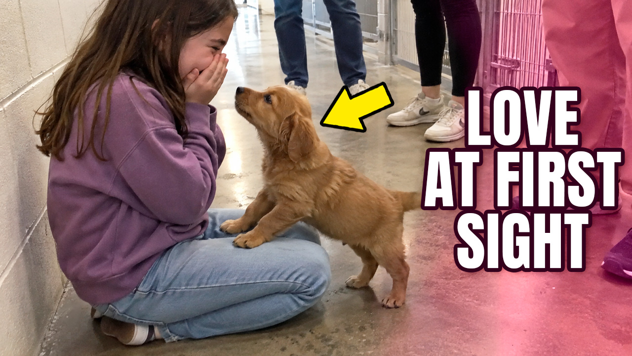 Watch what happens when a puppy picks its forever human