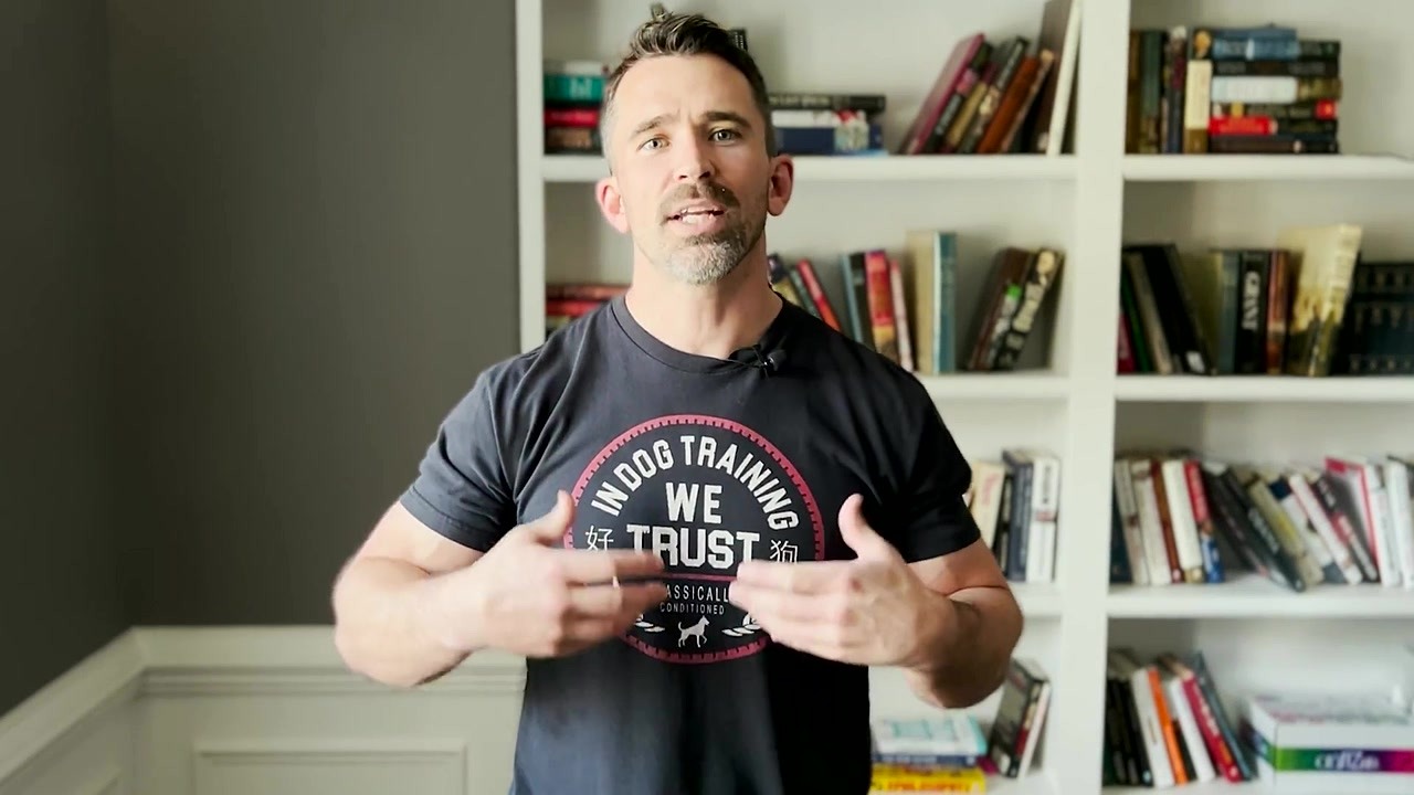 Your toughest dog training questions answered by a pro