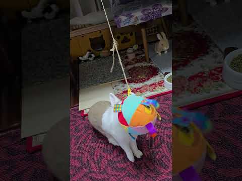 Rabbit plays with suspended ball
