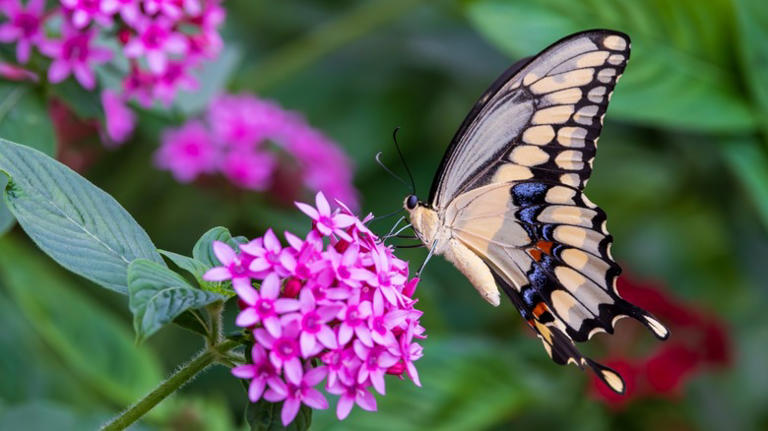 This stunning purple perennial will light up your fall garden — and ...