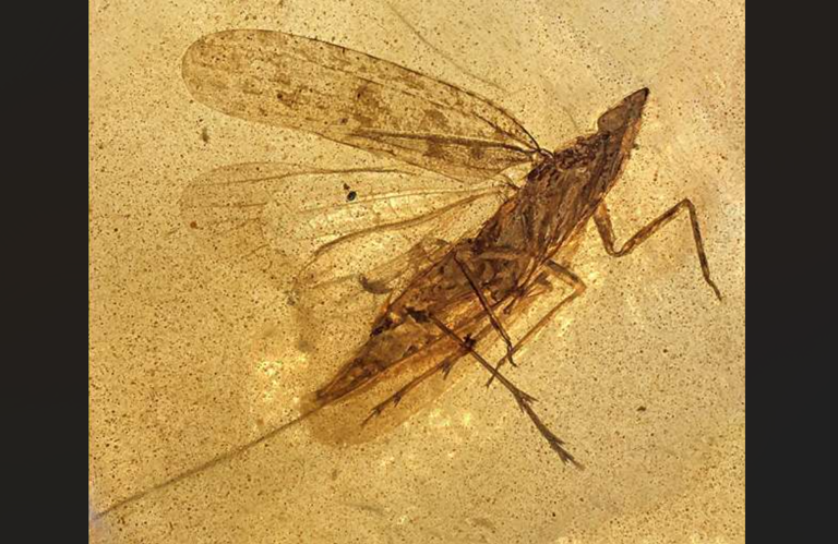 Dinosaur-era insect had its own bendy straw