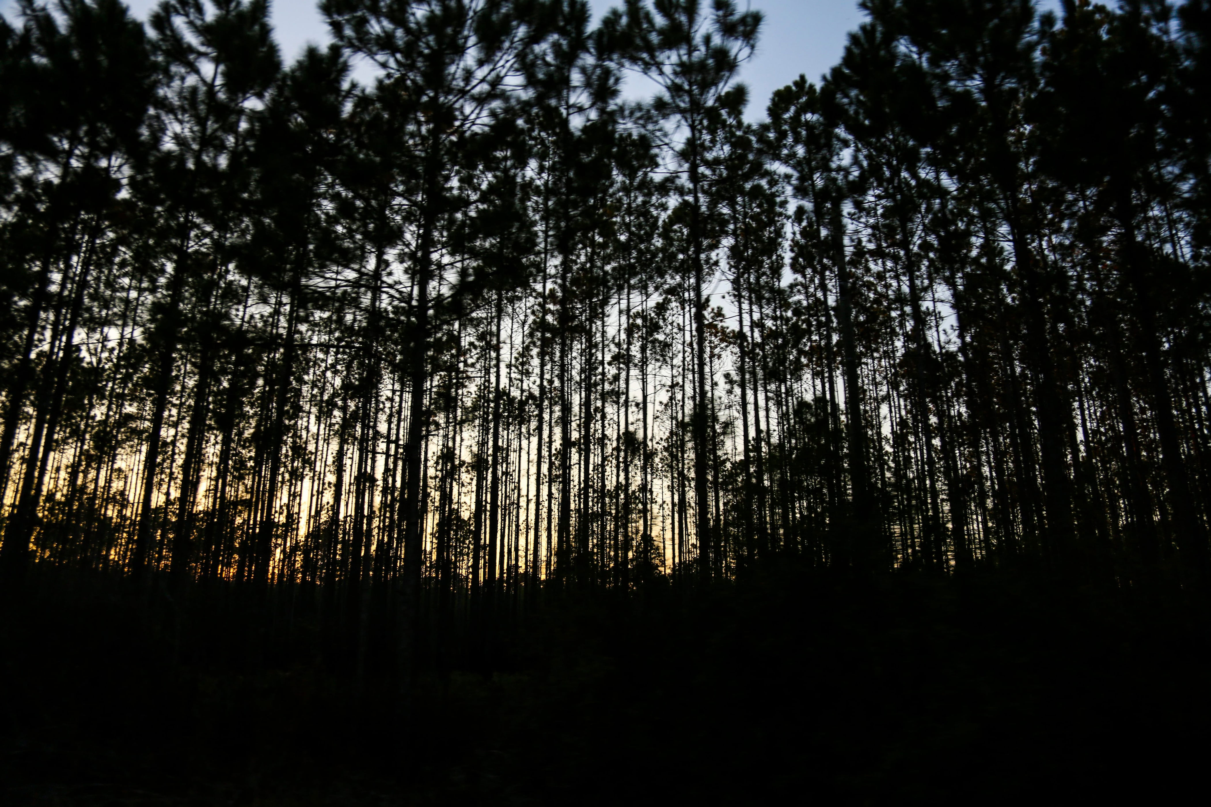 Florida’s 3 national forests at risk of logging, new roads under Trump ...