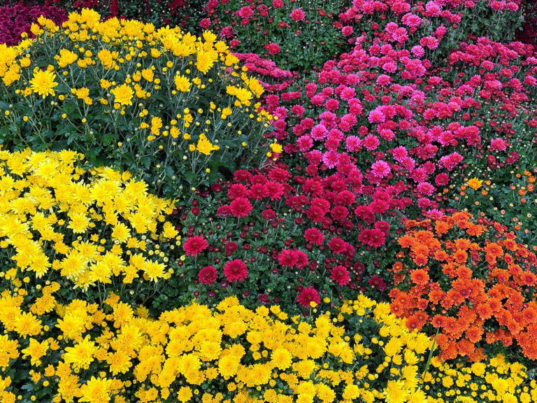 Don’t waste money replacing your mums every fall—this stunning purple ...