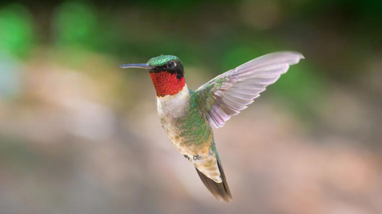 Plant these two flowers together in October for a hummingbird-filled ...