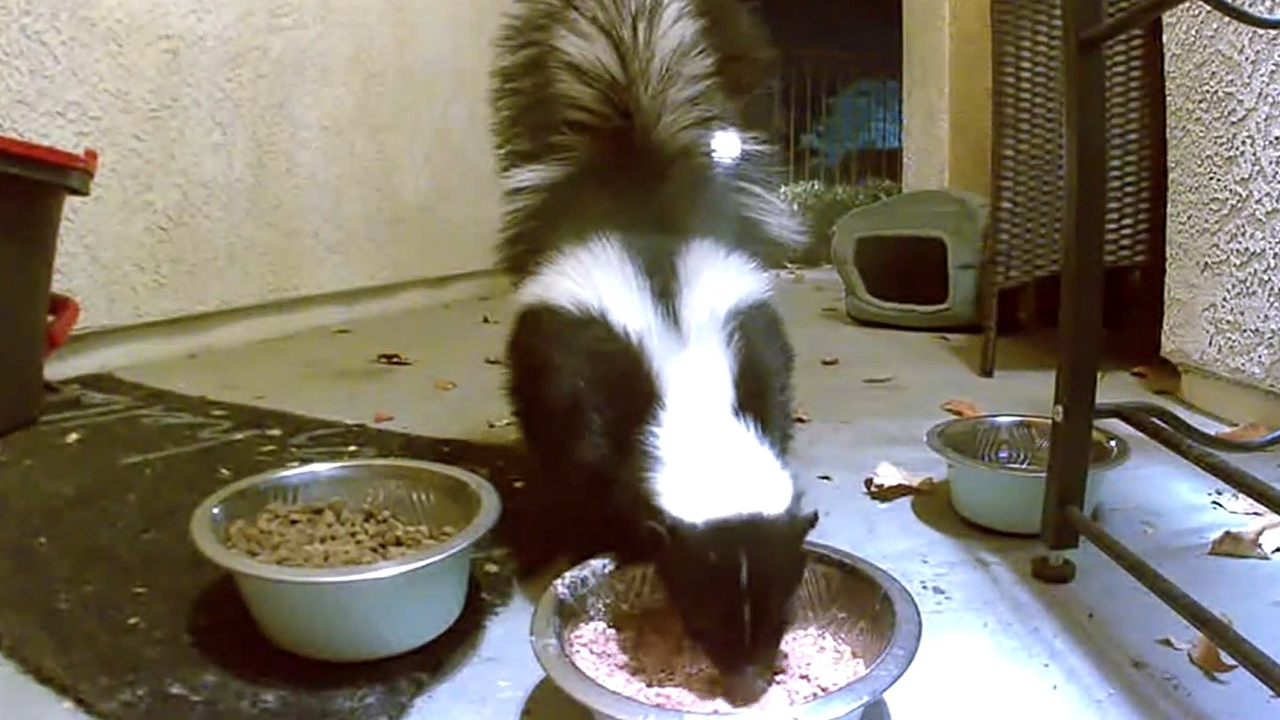 Wildlife feasts on food left for cat in Lake Elsinore, California
