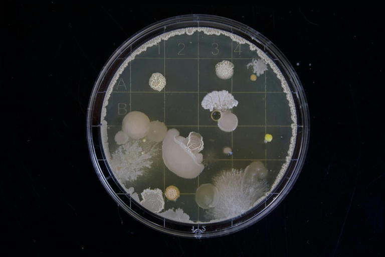 Bacteria use collisions to navigate crowded environments, micro-maze ...