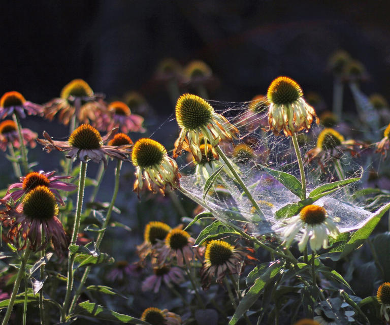 The Flower Gardeners Never Deadhead In October – Leave it for Wildlife ...