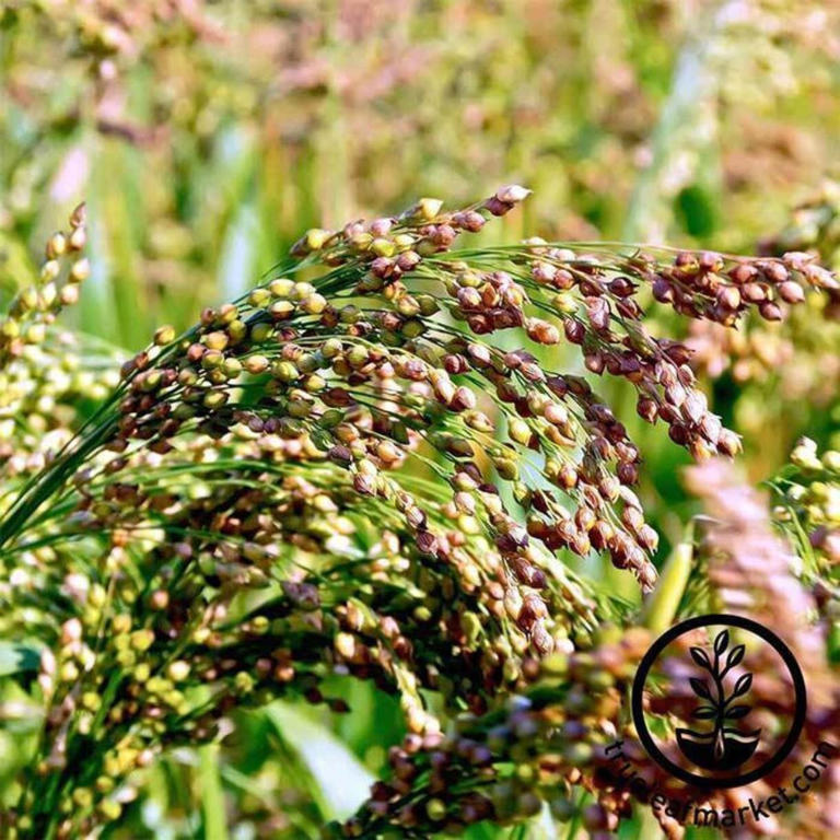 The Flower Gardeners Never Deadhead In October – Leave it for Wildlife ...