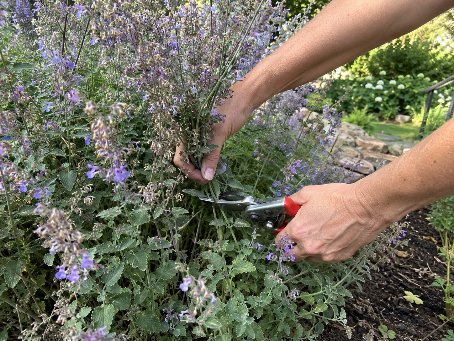 Want more hummingbirds in your garden? Plant this purple herb