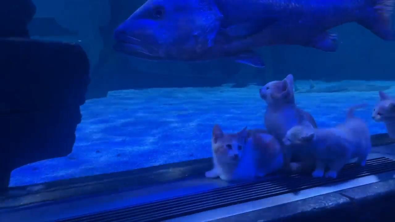 Rescue kittens take field trip to SEA LIFE at Mall of America