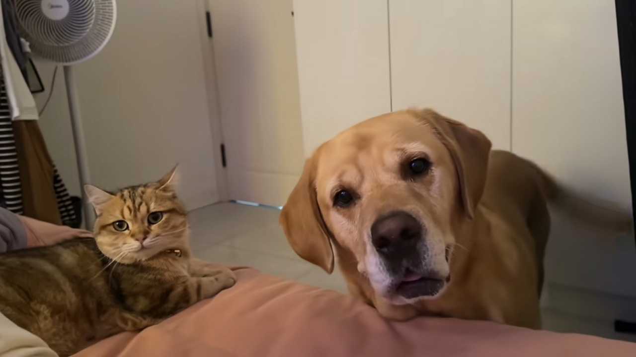 Calm cat contrasts with excited dog in Chongqing, China